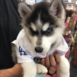 Meet your Posher, Junior